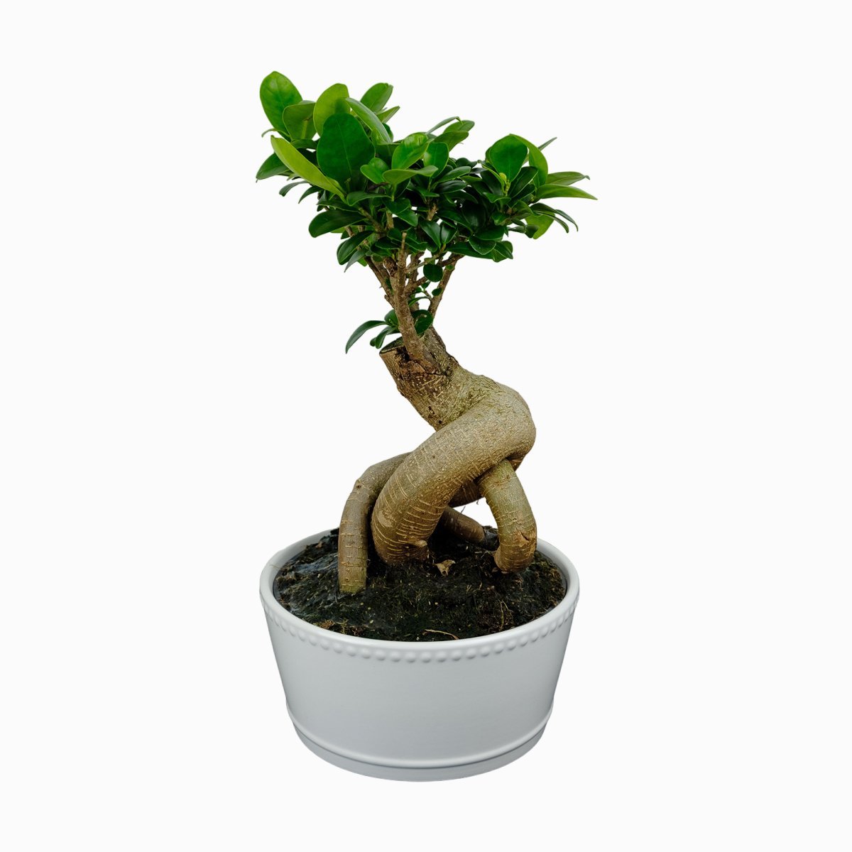 Фикус-бонсай